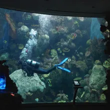 Marine Biologist Shayle Matsuda diving in the coral tank at Shedd Aquarium in Chicago