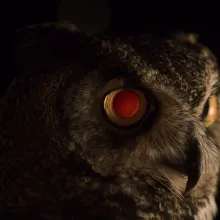 Still from 'Users,' depicting an owl staring in the darkness. Courtesy of Icarus Films