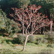 A film still depicting a tree with red buds in the middle of a lush landscape.