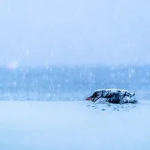 Beneath a cold sky flecked with falling snowflakes, on the right of frame an exhausted puffin, lying on its belly, is trying to make its way across a frozen sea. Weighed down by ice on its head and back, the journey faced by this solitary seabird would seem to be impossible.