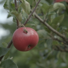 This image captures a vibrant red apple with a visiting bee on its surface, suspended from a branch amidst soft-focus green leaves in the background, invoking a peaceful, natural setting.