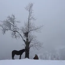 long shot of a person and a horse silhouetted in a snowy landscape 