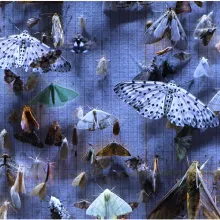 a large number of colorful moths are pinned to a gray background 