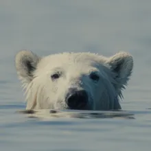 A polar bear seen peeking his head out of the water