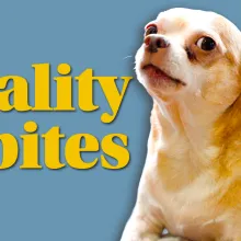 A chihuahua gives a side eye next to the words Virality Bites.