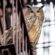 An owl looks down into the camera from a fire escape.