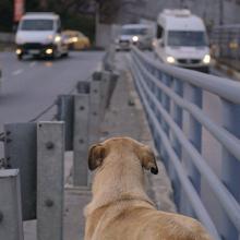 Zaylin, one of the dogs featured in Elizabeth Lo's 'Stray,' sits in the meridian of an Istanbul boulevard watching the cars pass by.