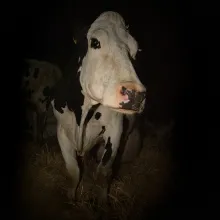 Luma is a female cow with black-and-white spots on her body. From Andrea Arnold’s ‘Cow.’ Courtesy of Kate Kirkwood. An IFC Films release.