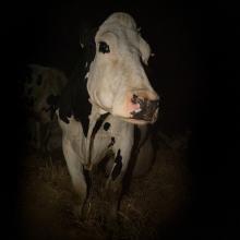 Luma is a female cow with black-and-white spots on her body. From Andrea Arnold’s ‘Cow.’ Courtesy of Kate Kirkwood. An IFC Films release.