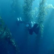 Two underwater cameras amidst seaweeds. An underwater scene from ‘The Loneliest Whale,’ directed by Joshua Zeman. Courtesy of Bleecker Street.