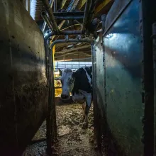 Luma is a cow with black-and-white patches on its body. She is standing in a cowshed and we can see only the front portion of her body. From Andrea Arnold’s ‘Cow.’ Courtesy of Cow Films Ltd. An IFC Films release.