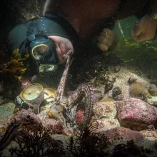 A deep-sea diver, wearing goggles and a wet suit and holding a camera, examines an octopus on the bed of the ocean.