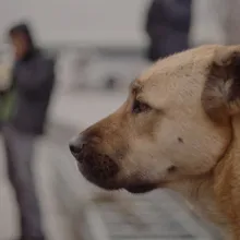 Side portrait of a dog from Elizabeth Lo's 'Stray,' a Magnolia Pictures release. Courtesy of Magnolia Pictures