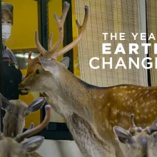 A deer with 3 fawns are at the window of a shop, an East Asian woman is looking at them from within