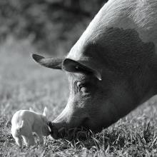 Black & white photo of a big sniffing a baby pig