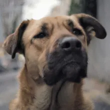 A close up of a dog looking confused