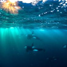 Group of killer whales are swimming under the sea.