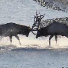 two deers buck antlers in a river