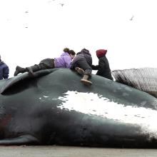 a group of Native Alaskan children sit on top a caught bowhead whale 
