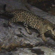 a jaguar roams over a rocky outcrop in the desert at night