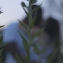 A couple kissing at sunset in a field of grass