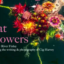 bouquet of flowers floating in still water 