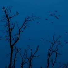 night photo of winter trees