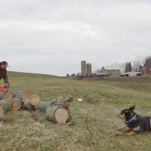 A man is cutting a log in a pasture.