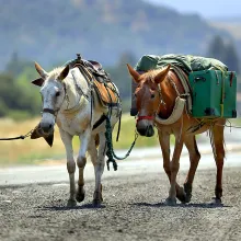 three mules carrying loads are led by a man