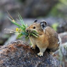 A small Pika (rare forest mammal) holds some greens in its mouth as it stands on the trunk of a large tree.