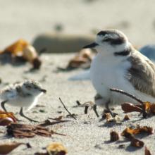 A bird is sitting on the beach.