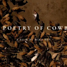 A cowboy swings a lasso around a large group of cows.