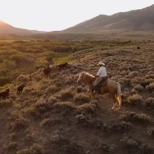 A man on his horse, with dogs in a beautiful field during sunset