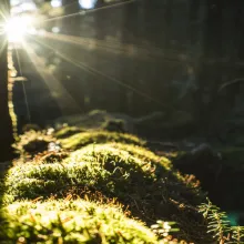 sun shines into the forest canopy