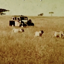 A station wagon drives slowly through the African grasslands, a few lions walk in front of the car. 