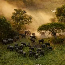 a herd of elephants walk through the grasslands.