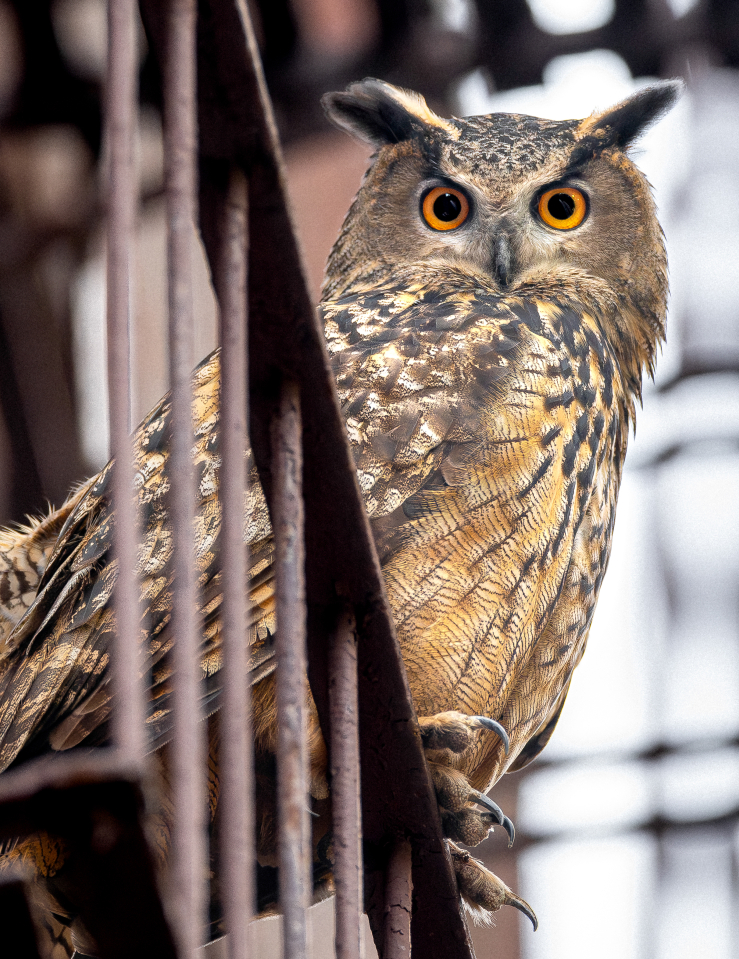 An owl looks down into the camera from a fire escape.