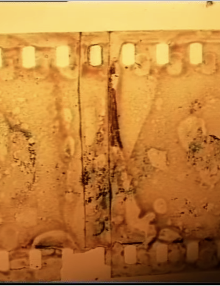 Orange image of a blackened strip of celluloid running parallel to the frame